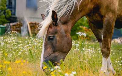 Obóz młodzieżowy, Wiele - Obóz konny OKW Beaver, 10 dni 13-17 lat