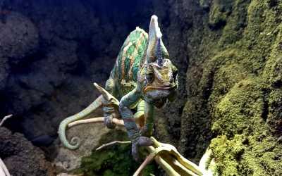 Obóz młodzieżowy, Jastrzębia Góra - obóz Full Time z wycieczkami OW Diuna, 10 dni 9-14 lat